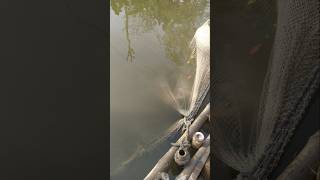 জালে ধরা পরেছে বিশাল বিশাল কাতল মাছ#shorts #fishing #fish #মাছ#foryou