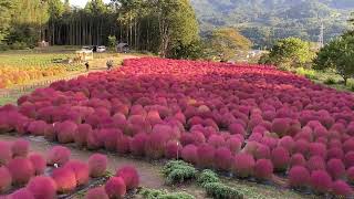 伊賀野の花畑　コキアがきれいです　10月11日