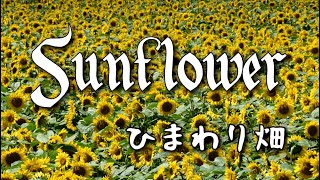 20220725【4K】ひまわり畑 Sunflower field #ひまわり #八雲 #山越 #sunflower