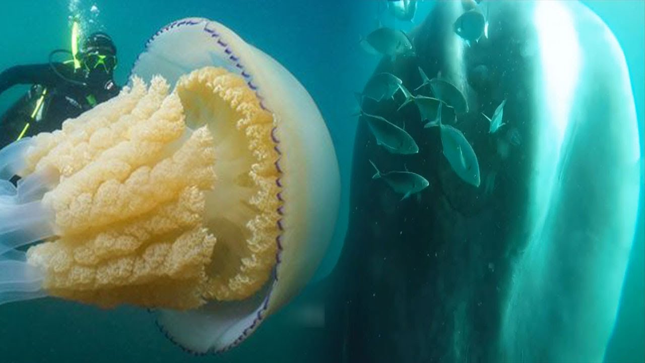 Deep Sea Creatures Caught On Camera Trostru