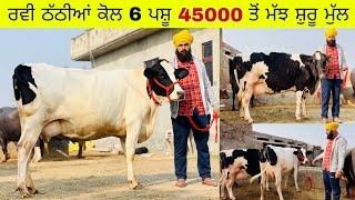 ਰਵੀ ਠੱਠੀਆਂ ਖੁਰਦ ਕੋਲ 6 ਪਸ਼ੂ ਵਿਕਾਊ 3 ਮੱਝਾਂ ਸਸਤੇ ਰੇਟਾਂ ਤੇ 45000 ਵਿੱਚ ਮੱਝ। ਪਿੰਡ ਠੱਠੀਆਂ ਖੁਰਦ