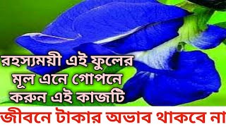 বাড়িতে অপরাজিতা গাছের মূল এনে এই কাজটি করুন | জীবনে টাকার অভাব থাকবে না | aparajita