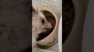 【ASMR】おいしそうに食べるハリネズミ【くちゃくちゃ】#shorts #ハリネズミ #asmr #食事 #hedgehog #lunch #かわいい #cute #ペット #動物 #animals