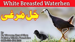 White Breasted Waterhen | White Throated Waterhen | Jal Murghi | Jal Kukri |