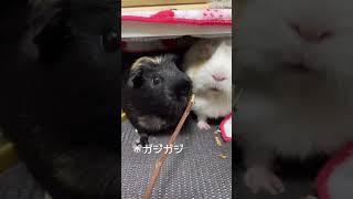 かじり木が気に入ったモルモット #guineapig #モルモット