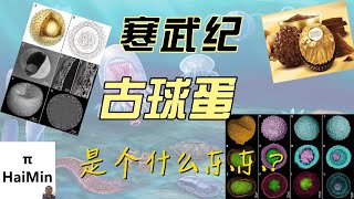 寒武纪古球蛋之谜｜寒武纪古球蛋最新研究成果｜地球简史系列58｜海民大叔