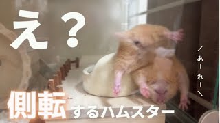 側転？！アクロバットを披露するハムスターがこちら🤸💫