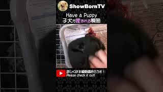 【トイプードル 出産】お産の試練・・・声を出して耐える母犬【ブリーダー 子犬】〈4398701〉ダイジェスト #shorts #トイプードル #子犬 #出産  #産まれたて