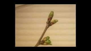 Watch leaves bloom before your eyes (time lapse). Как распускаются листья