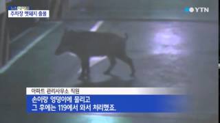 아파트 지하 주차장에 '멧돼지'...1명 부상 / YTN