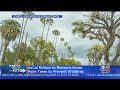 SoCal Edison To Remove 11K Palm Trees Over Wildfire Risk