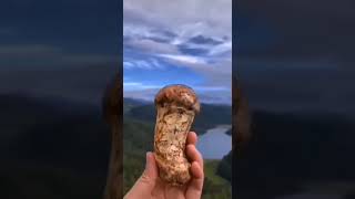 SHANGRI-LA TRICHOLOMA MATSUTAKE 香格里拉松茸