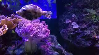 The Aiptasia Eating Filefish