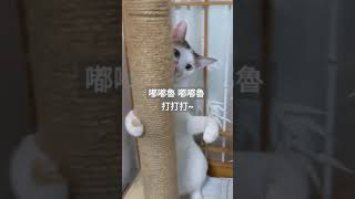 【K貓奴】印度F喵 嘟嘟魯 打打打~ #shorts #貓貓拳 #cat #kitty