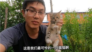 猫坚强，瘸腿猫一样顽强的生活，我们有的时候是不是太脆弱了？