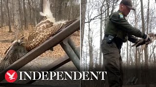 Distressed hawk rescued after getting stuck in bench