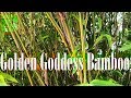 Bambusa Multiplex 'Golden Goddess' - The perfect non-invasive bamboo for smaller gardens