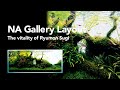 [ADAview] The vitality of Ryumon Sugi 龍門杉の生命力 -120cm Aquarium Layout-