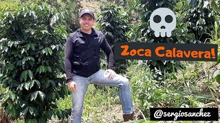 Zoca Calavera