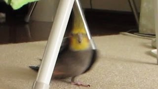 【オカメインコ】チラ見ニコフの作り方