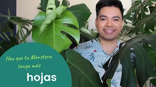 Haz que tu Monstera Deliciosa tenga más hojas