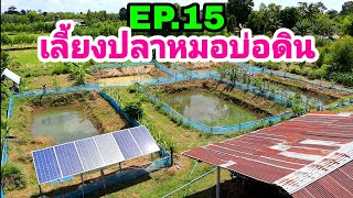 เลี้ยงปลาหมอบ่อดินEP.15