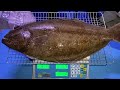 @sonykkk2002 夜潛打魚的日子 皇帝魚 比目魚3.89kg