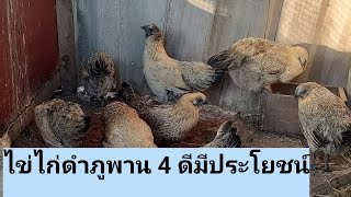 ไข่ไก่ดำภูพาน 4 ดี มีประโยชน์ ต่อสุขภาพ