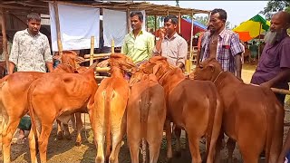 @আজ ১ সেপ্টেম্বর | বরিশালের খামারী কেমন দামে শাহীওয়াল জাতের ষাঁড় বাছুর গরু কিনছেন আমবাড়ী হাটে?