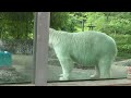 【ポロロ5】焦らしに焦らした結末… とくしま動物園のホッキョクグマ 2024年6月6日　13時10分〜13時30分