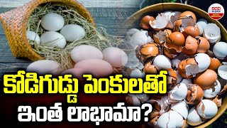 కోడిగుడ్డు పెంకులతో ఇంత లాభామా? - |  What Is The Benefits Of Eggshell | ABN