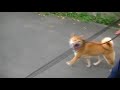 4柴犬ちゃんの休日散歩！城山湖