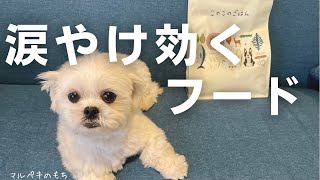 【犬の涙やけ】涙やけが治ると噂のフード「このこのごはん」を愛犬が食べてみたレビュー(ぺこぱがCMしてるやつ)【マルチーズ×ペキニーズ】