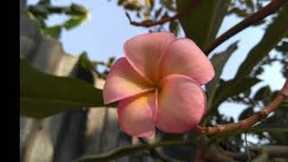 Name of Bangladeshi Flowers বাংলাদেশের ফুল এবং তাদের নাম পরিচয়