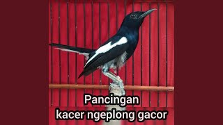 Pancingan Kacer Ngeplong Gacor