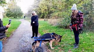 German Shepherd Dog Wheelchair UK