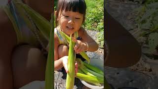 កាច់ស្នៀតពោត🌽🌽🌽#shortvideo