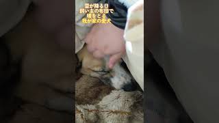 雪の降る日飼い主の布団で暖をとる我が家の愛犬♪ #shorts #愛犬 #雑種犬