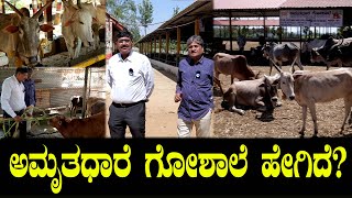 ಅಮೃತಧಾರೆ ಗೋಶಾಲೆ ಹೇಗಿದೆ? | ಅಮೃತಧಾರ ಗೋಶಾಲೆ| ಶ್ರೀ ರಾಮಚಂದ್ರಾಪುರಮಠ ಚಿತ್ರಲೋಕ | ಡಾ ಸಿಎ ಕಿಶೋರ್