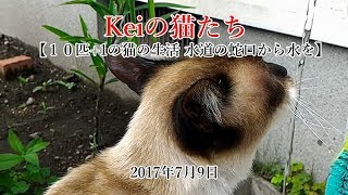 水道の蛇口から水を飲む猫