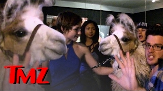 Llama Cop was denied entrance into a Hollywood nightclub. | TMZ