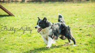 -Agility- trénink (8.3.2014)