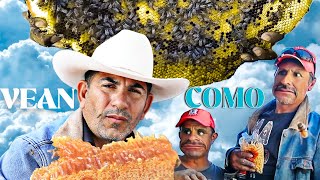 Cómo reubicar abejas #63