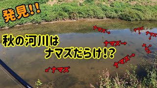 【ナマズ釣り】秋の河川で大量のナマズ発見‼️超デリケートなナマズを攻略するには⁉️