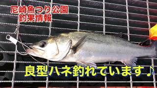 良型ハネが釣れています♪尼崎魚つり公園fishingmax武庫川店