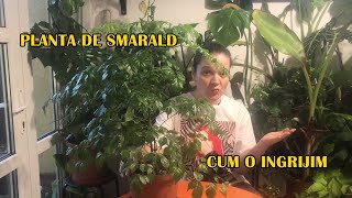 Cum se ingrijeste Planta de smarald (China doll) #ingrijireaflorilor