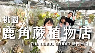 桃園鹿角蕨預約制逛到飽植物店，The Tribus Studio新門市開箱！非洲猴腦鹿角蕨｜Pinkie鹿角蕨｜天狼星鹿角蕨｜捲捲鹿鹿角蕨｜空氣鳳梨｜積水鳳梨｜