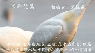 2022群英飛羽世界野鳥攝影聯展_C089-B-袁恆甫-黑面琵鷺