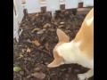 köpek Ölen yavrusunu alıp uygun bir yere gömmesinin videosu ...