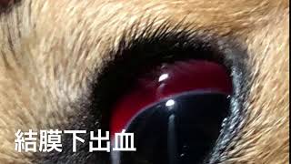 【犬の病気】目の玉飛び出す 結膜下出血